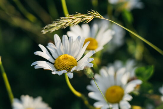 Margrietiņas